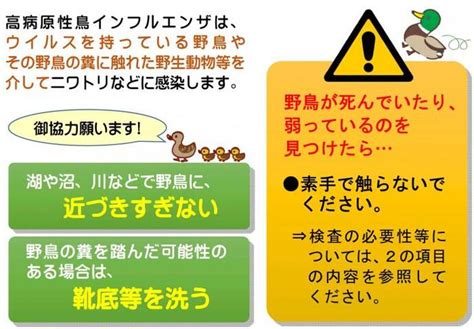 鳥 死亡|死亡野鳥（野鳥における鳥インフルエンザ）の対応に。